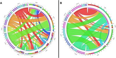 A Comprehensive Analysis of Fibrillar Collagens in Lamprey Suggests a Conserved Role in Vertebrate Musculoskeletal Evolution